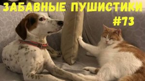 Я РЖАЛ ДО СЛЕЗ 😹 СМЕШНЫЕ КОШКИ И СОБАКИ  СМЕШНЫЕ ЖИВОТНЫЕ 2025 😹 ЛУЧШИЕ ПРИКОЛЫ #73