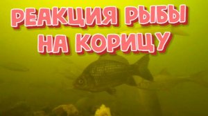 Реакция рыбы на корицу (подводная съемка)