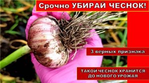 Срочно! Пора убирать чеснок с огорода. 3 верных признака созревания чеснока для уборки. Такой Чеснок