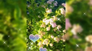 🌺 ЯПОНСКАЯ СПИРЕЯ 🌺 13 ИЮЛЯ 2025 г.🌺