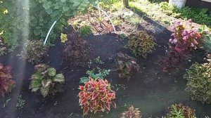 цветы в середине июля