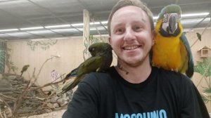 Лето 2025. Москва. Дом попугаев