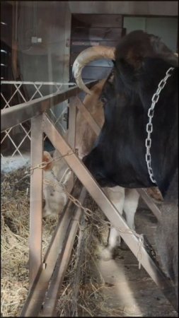 Morning in a village  #milking #cows #recommended #Russia #morning #nature #viral #shorts