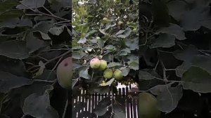 Собираем малину.