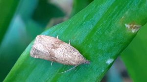 Листовёртка земляничная почковая (Syricoris lacunana)