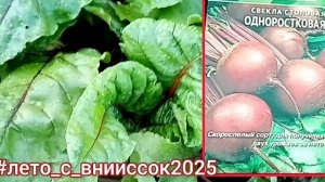 От рассады до урожая свеклы за 2,5 месяца