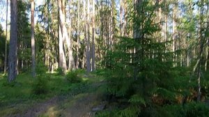 Медвежьегорск. Медвежьегорский район. Финский ДОТ времён Великой Отечественной.