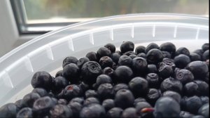 Дикая черника из медвежьего леса – что из неё приготовить?