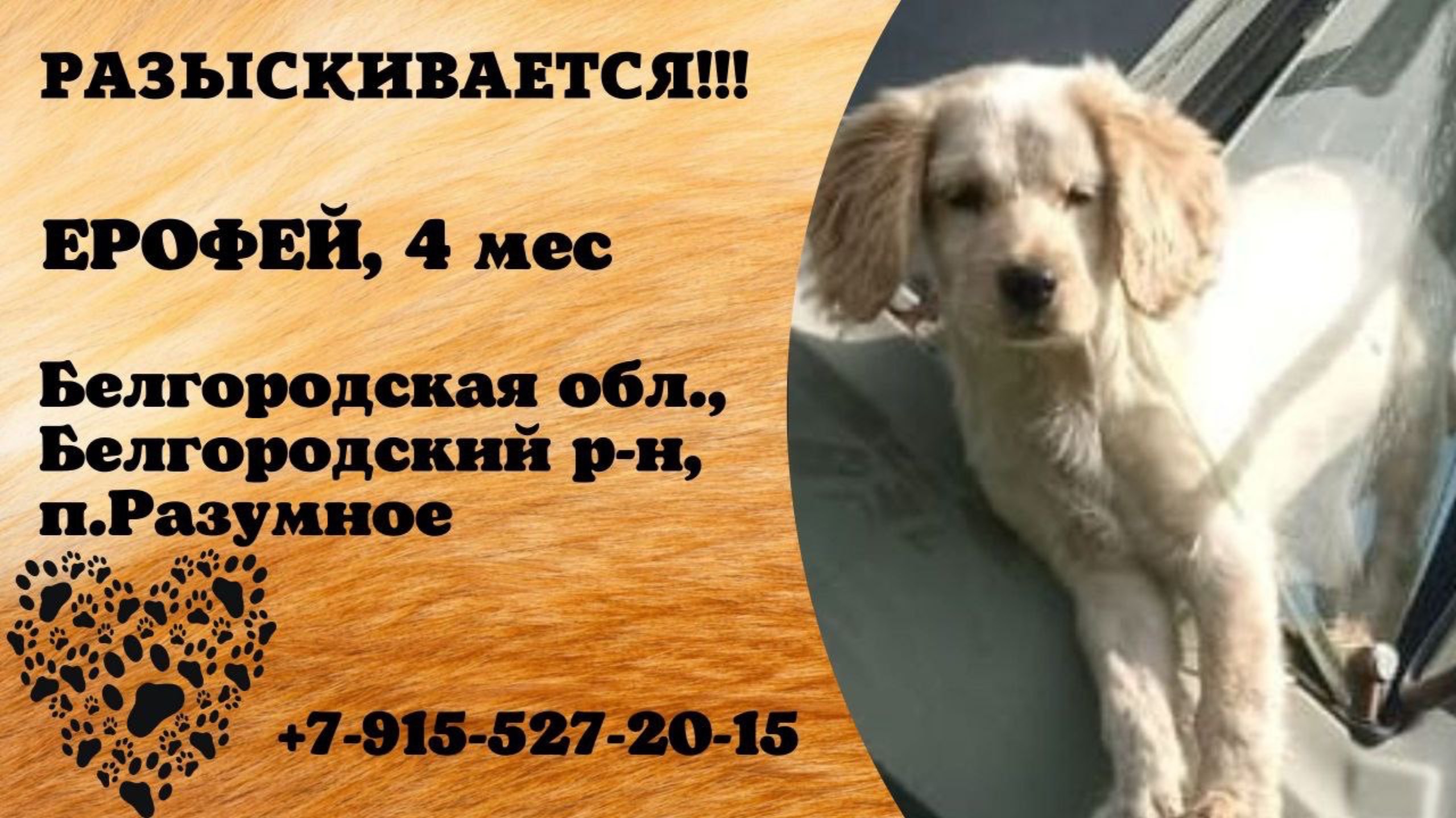 Пропала собака. ЕРОФЕЙ, 4 мес. Белгородская обл., Белгородский р-н., п.Разумное.