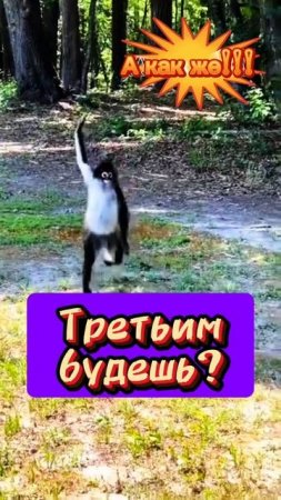 Отзывчивый