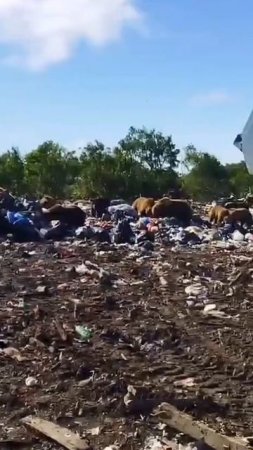 Пиршество медведей на одной из свалок на Камчатке