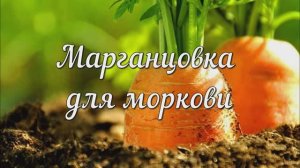 Марганцовка для Моркови
