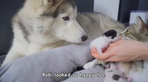 Хаски впервые встречает новорождённых котят и сразу же становится их нянькой - 2025 год