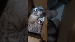 Знакомьтесь😁 Красавчик Берлиоз❤️❤️❤️
