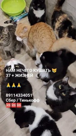 ЛЮДИ ПОМОГИТЕ ИМ 🙏🆘😿