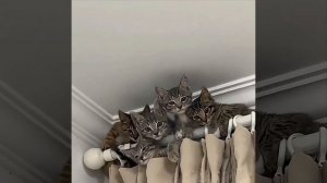 Котиное гнездо)☺️