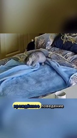 Кошки гнездятся #кот #кошки #котики #shorts #short #video #shortvideo #reels #vk #животные #юмор