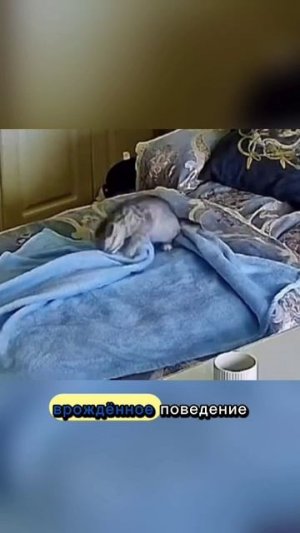 Кошки гнездятся #кот #кошки #котики #shorts #short #video #shortvideo #reels #vk #животные #юмор