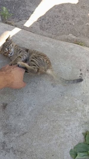 кошка