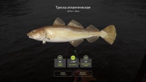 ТРЕСКА АТЛАНТИЧЕСКАЯ РУССКАЯ РЫБАЛКА 4 pp4