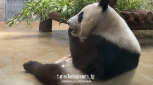 🐼 Утренний завтрак с сочным ростком! Какое наслаждение🎍😋🥰