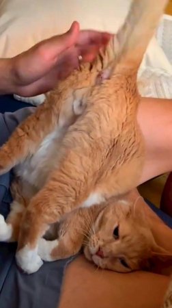 😂 ОСОБО ОПАСНЫЙ 🙀 ДОРОГА ПУЗАТЕНЬКИМ 🥰 ОЗВУЧКА ОТ ROMEO 🔥 #говорящийкот #озвучка #угараю