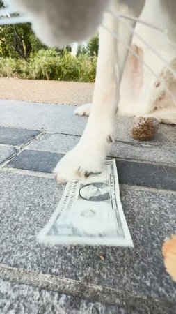 Подсмотрели за котом 😎 !!!