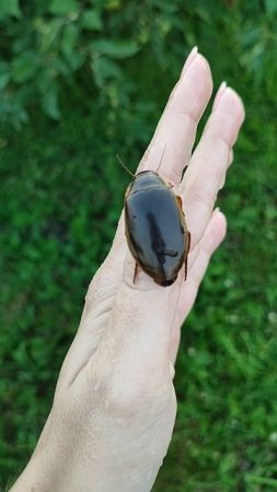 Окаймлённый плавунец (Dytiscus marginalis) 13.07.2025