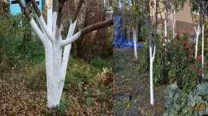 ОСЕННИЕ ПОДКОРМКИ ПЛОДОВЫХ ДЕРЕВЬЕВ