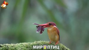 Мир птиц – красота и грация пернатых созданий Природы 🦩🦚🦜 Выпуск (316) 🦉🐦🐤