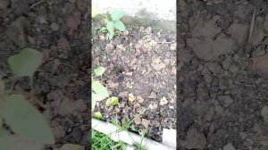 кто как и мы в боях со слизнями?