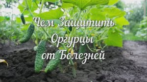 Чем Защитить Огурцы от Болезней