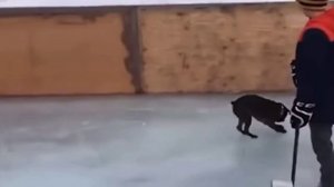 Мохнатый форвард🏒🥅😂