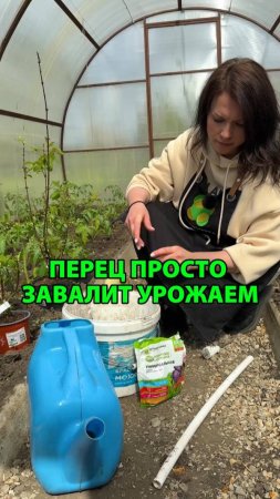 Перец просто завалит урожаем, если использовать это