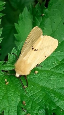 Медведица жёлтая (Spilosoma lutea)