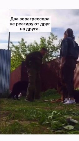 Карточка видео