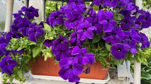 Дневник моих огородных дел. 14 июля 2025 года