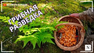 Грибная разведка 19 июля 2025. Выборгский район.