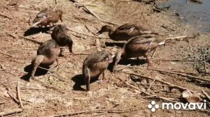 На рыбалку с утками.