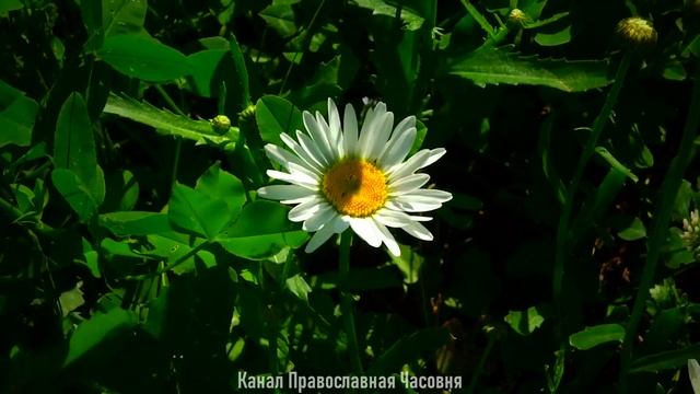 ИЗБРАННЫЕ МУДРЫЕ ЦИТАТЫ ИЗ КНИГИ СИРАХ смотреть онлайн