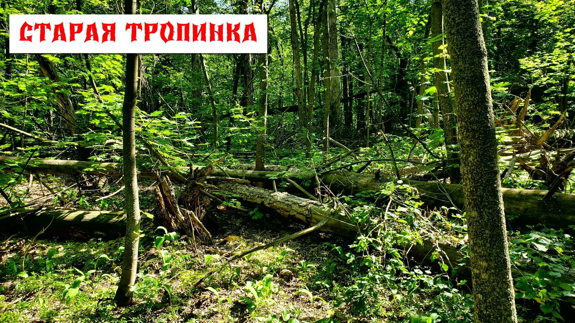 Монеты на старой тропе.