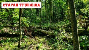 Монеты на старой тропе.