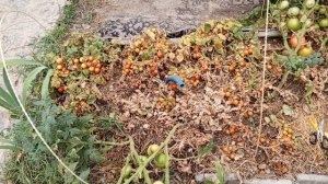 Опасно поливать в жару