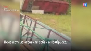 Неизвестные отравили собак в Ноябрьске