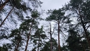 Идентификация нищеброда. 1 часть