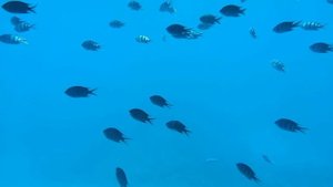 Хургада,подводный мир Красного моря 2025 июль.