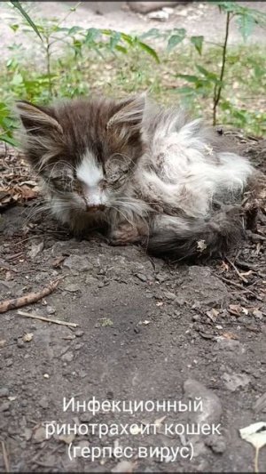 Кошачий герпес: что делать, чтобы ваша кошка не заболела? 🐱💉