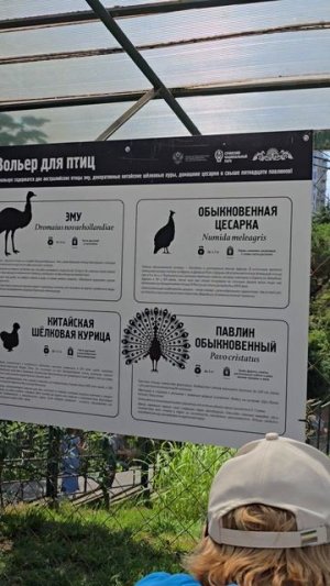 павлин