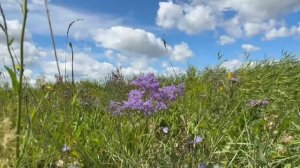 1011. Алтайский край, Немецкий район , 20.07.2025 г.