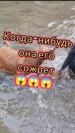 Когда-нибудь она его сожрет😱... ну а пока...